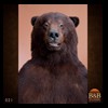 bears-taxidermy-021