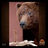 bears-taxidermy-022