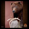 bears-taxidermy-023