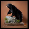 bears-taxidermy-024