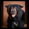 bears-taxidermy-025
