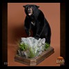 bears-taxidermy-026