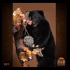 bears-taxidermy-029