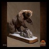bears-taxidermy-036