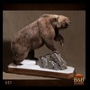 bears-taxidermy-037