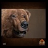 bears-taxidermy-039