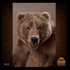 bears-taxidermy-042
