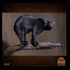 bears-taxidermy-048