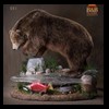 bears-taxidermy-051