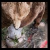 bears-taxidermy-052