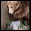 bears-taxidermy-053