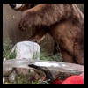 bears-taxidermy-054