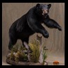 bears-taxidermy-055