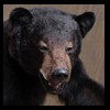 bears-taxidermy-056