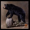 bears-taxidermy-058