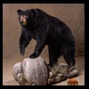 bears-taxidermy-060