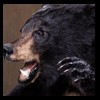 bears-taxidermy-061