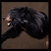 bears-taxidermy-063