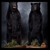 bears-taxidermy-068