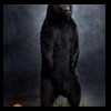 bears-taxidermy-071