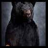 bears-taxidermy-072