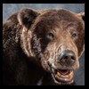 bears-taxidermy-073