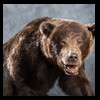 bears-taxidermy-074