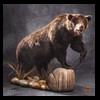bears-taxidermy-075