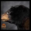 bears-taxidermy-077
