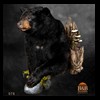 bears-taxidermy-078