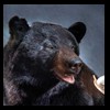 bears-taxidermy-080