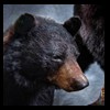 bears-taxidermy-081