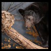 bears-taxidermy-085