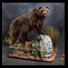 bears-taxidermy-088