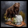 bears-taxidermy-089