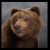 bears-taxidermy-093