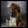 bears-taxidermy-095