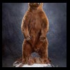 bears-taxidermy-097