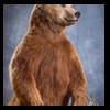 bears-taxidermy-098
