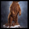 bears-taxidermy-099