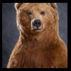 bears-taxidermy-100