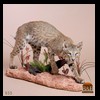 north-american-carnivores-035