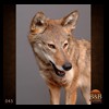 north-american-carnivores-045