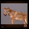 north-american-carnivores-046