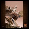 north-american-carnivores-141