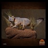 north-american-carnivores-145