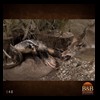 north-american-carnivores-148