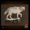 north-american-carnivores-159