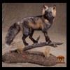 north-american-carnivores-200