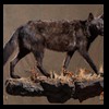 north-american-carnivores-234
